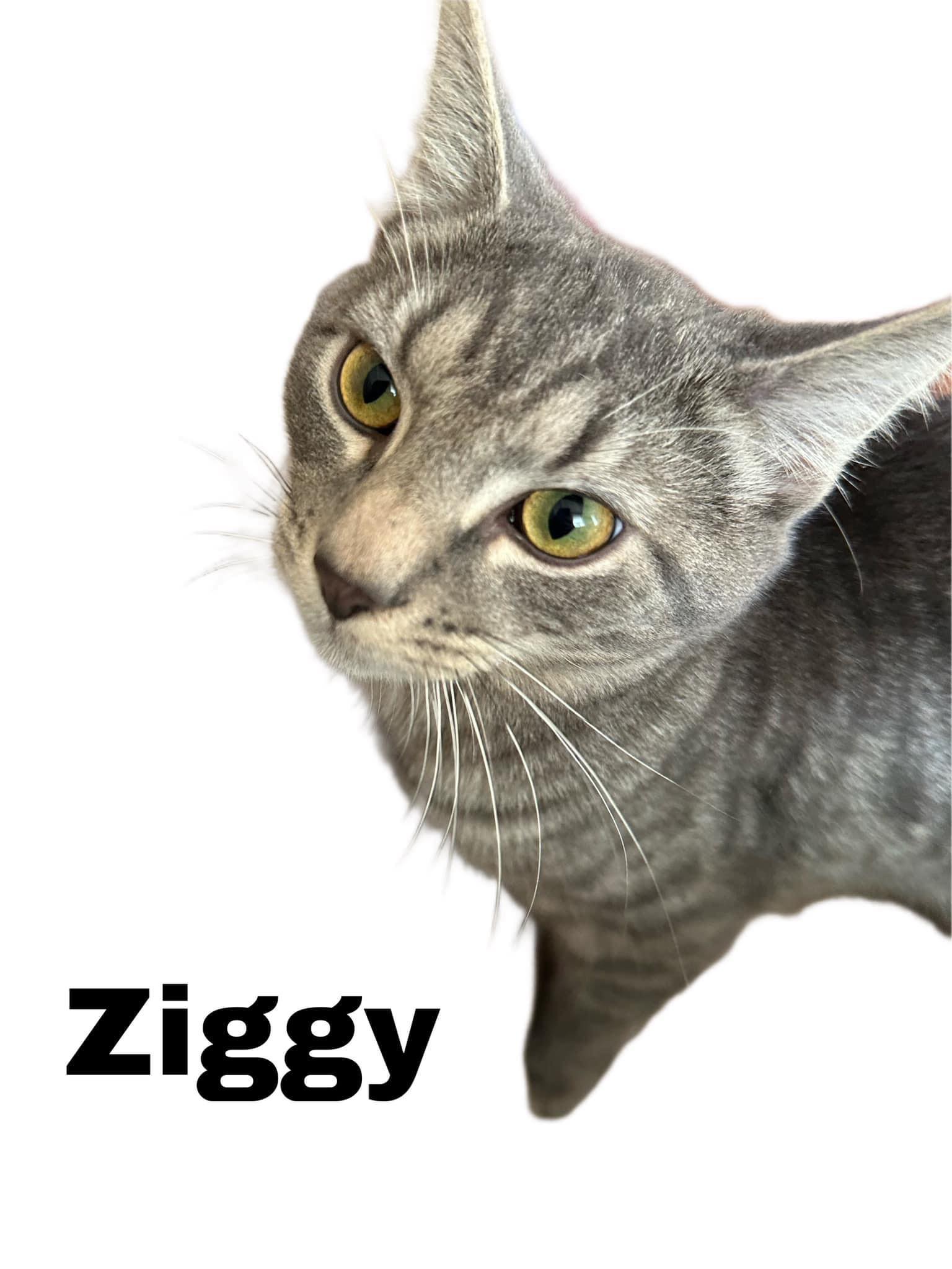 Ziggy